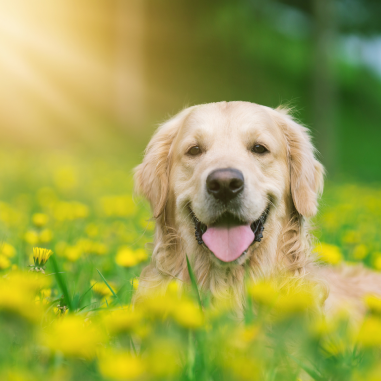 Gassi Service Bremen Logo für "Hunde Service Bremen" mit einem fröhlichen Hund und Stadtansichten.