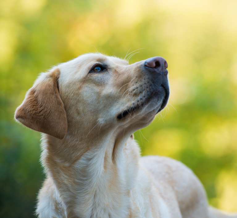 Gassi-Service-Bremen Der Gassi-Service in Bremen